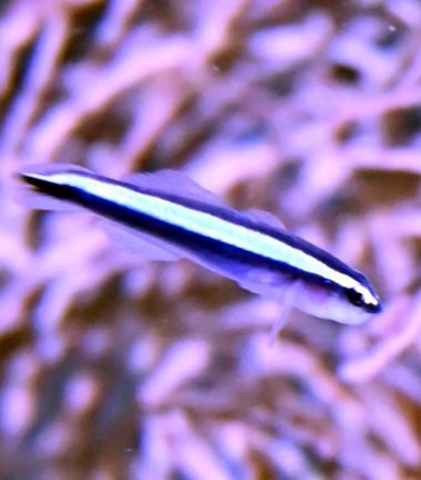 Elacatinus oceanops Elacatinus oceanops