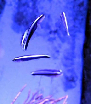 Elacatinus oceanops - blaue Putzergrundel Elacatinus oceanops - blaue Putzergrundel