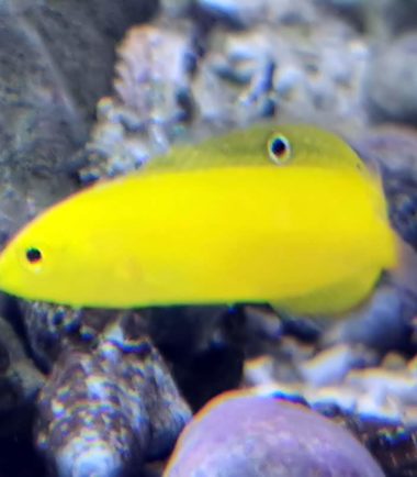 Kanarien Lippfisch