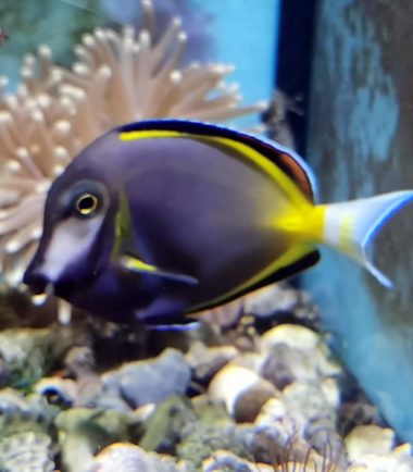 Acanthurus japonicus Acanthurus japonicus