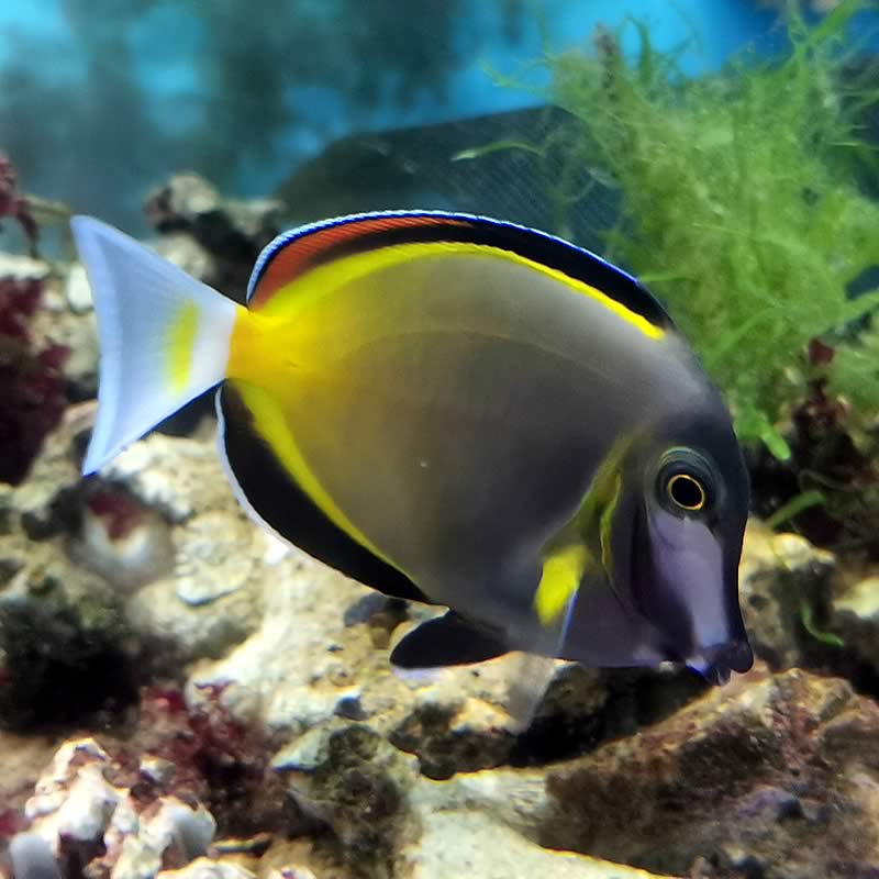 Acanthurus japonicus - Japanischer Doktorfisch - Philippinen Doktorfisch Acanthurus japonicus - Japanischer Doktorfisch - Philippinen Doktorfisch