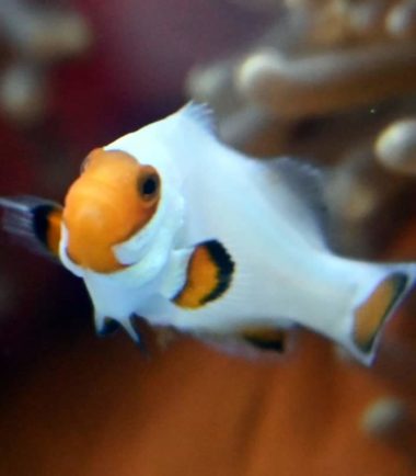Amphiprion ocellaris Wyoming white - nemo-aquaristik