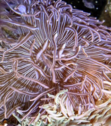 Korkenzieher Anemone einfach