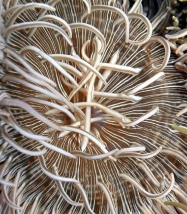 Macrodactyla doreensis - Korkenzieher Anemone einfach