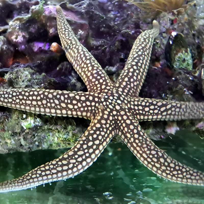 Nardoa galatheae Galatheas Seestern Nardoa galatheae Galatheas Seestern