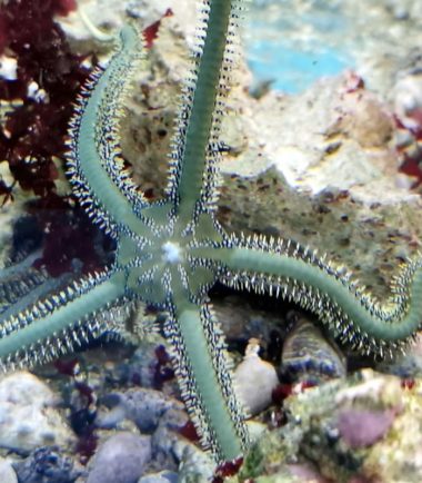 Ophiarachna incrassata