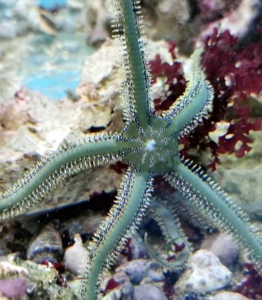 Ophiarachna incrassata - Olivgrüner Schlangenstern