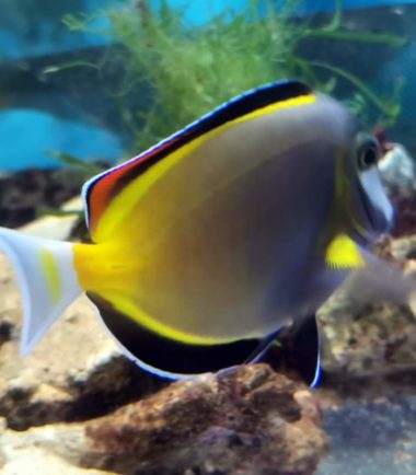 Philippinen Doktorfisch Philippinen Doktorfisch