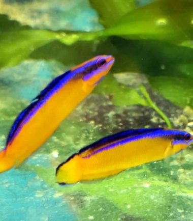 Meeresaquaristik 1 Pseudochromis aldabraensis - Aldabra Zwergbarsch