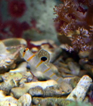 Amblyeleotris randalli Amblyeleotris randalli