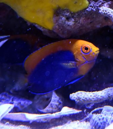 Centropyge acanthops