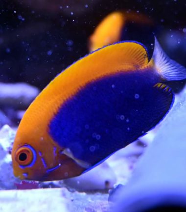 Centropyge acanthops - Orangerücken Zwergkaiserfisch