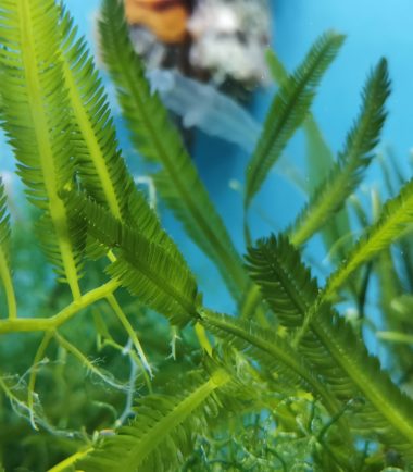 Caulerpa taxifolia Kriechsprossalge