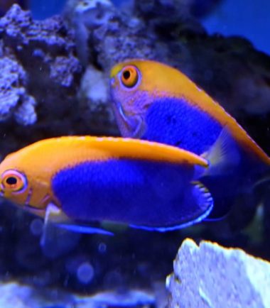 Orangerücken Zwergkaiserfisch
