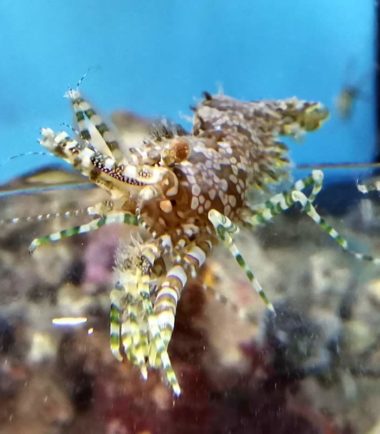 Saron marmoratus Saron marmoratus