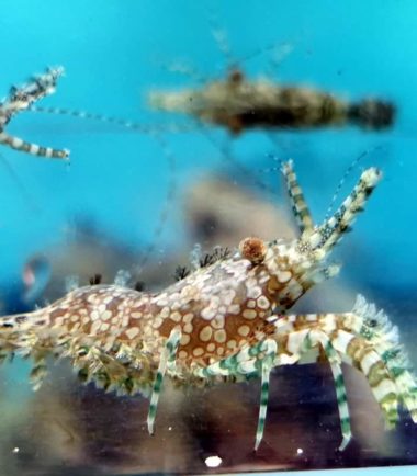 Saron marmoratus - Gemeine Marmorgarnele Saron marmoratus - Gemeine Marmorgarnele