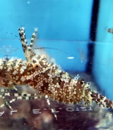 Saron marmoratus - Nemo Aquaristik - AquaShop Saron marmoratus - Nemo Aquaristik - AquaShop