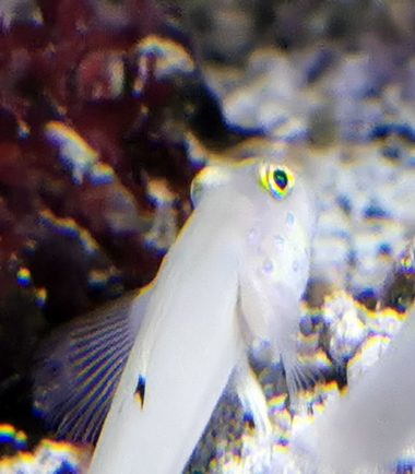 Valenciennea sexguttata Valenciennea sexguttata