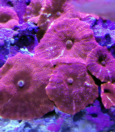 Discosoma sp ferrugatus - Scheibenanemone rot Discosoma sp ferrugatus - Scheibenanemone rot