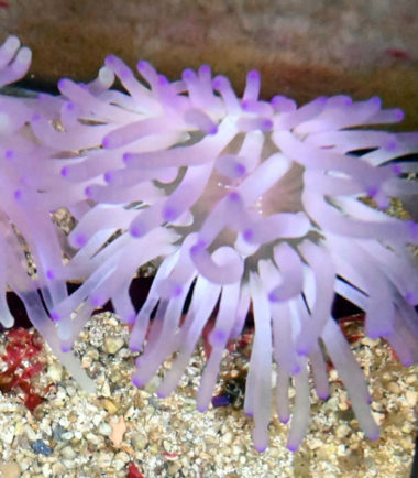 Karibische Goldrose
