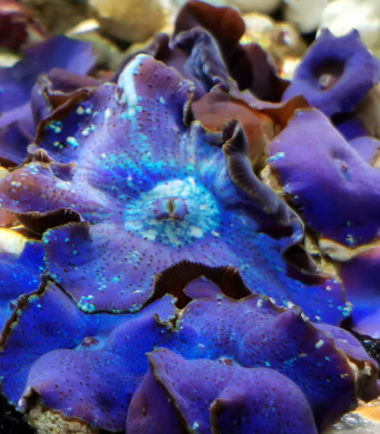 Scheibenanemone blau türkis Scheibenanemone blau türkis