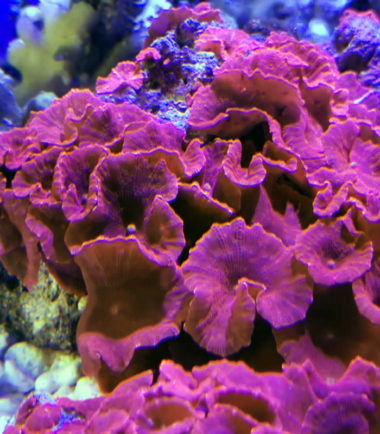 Scheibenanemone rot
