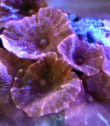 Scheibenanemone rot Nemo Aquaristik Scheibenanemone rot Nemo Aquaristik