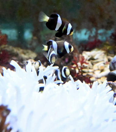 Amphiprion clarkii