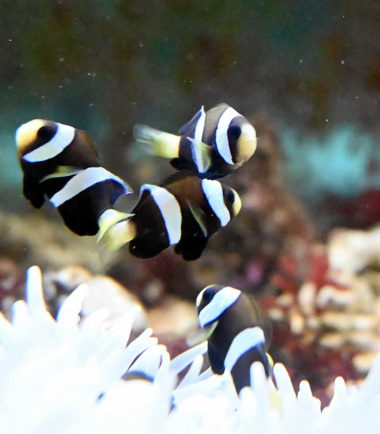Amphiprion clarkii - schwarzer Clarks Anemonenfisch