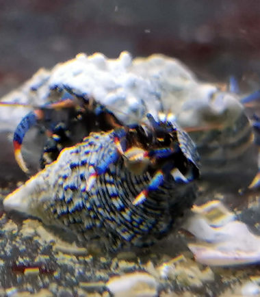 Clibanarius tricolor
