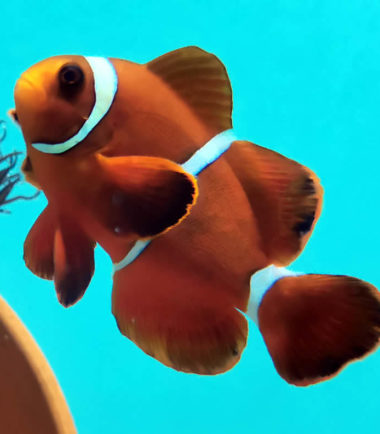 Premnas biaculeatus - Samt Anemonenfisch Premnas biaculeatus - Samt Anemonenfisch