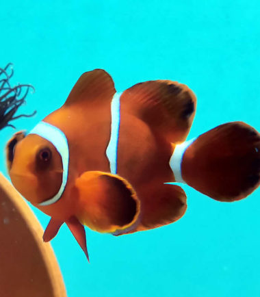 Samt-Anemonenfisch Samt-Anemonenfisch