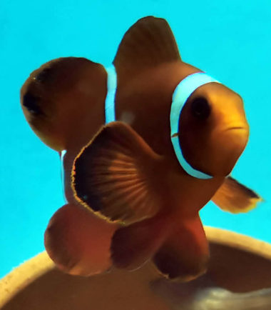 Samtanemonenfisch Samtanemonenfisch