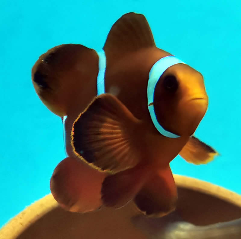 Samtanemonenfisch Samtanemonenfisch