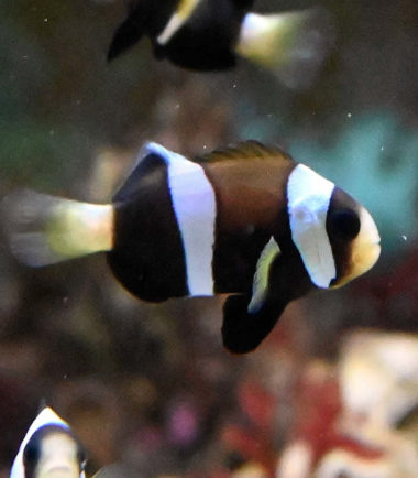 schwarzer Clarks Anemonenfisch