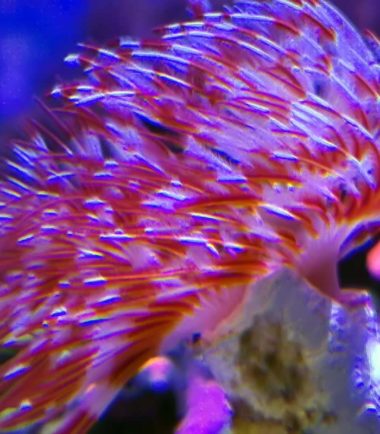 Protula bispiralis
