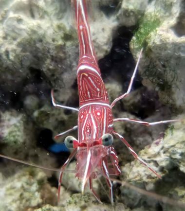 Rhynchocinetes sp durbanensis
