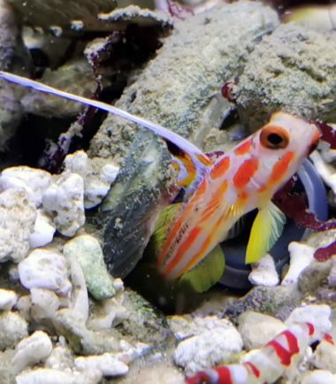 Stonogobiops yasha Stonogobiops yasha
