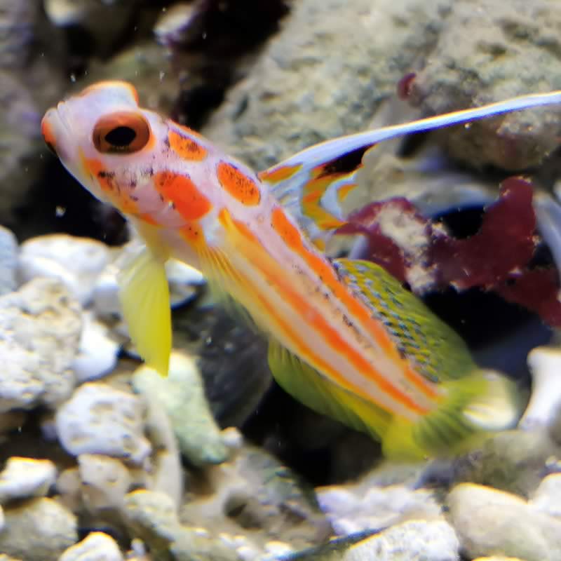 Stonogobiops yasha - Yasha Grundel Stonogobiops yasha - Yasha Grundel