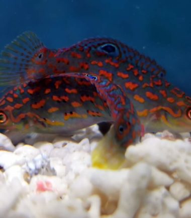 Timor Lippfisch