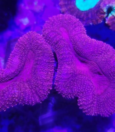 Lobophyllia rot