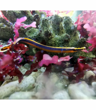 Blaustreifen Seenadel Doryrhamphus excisus abbreviatus - Blaustreifen Seenadel