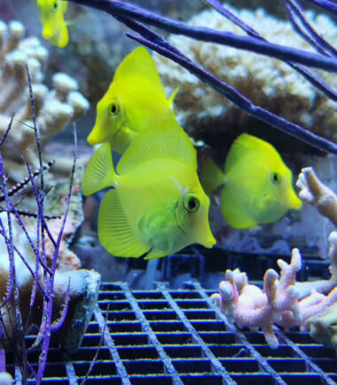 Zebrasoma flavescens - Zitronenflossen Doktorfisch, Hawaii Doktor Nachzucht
