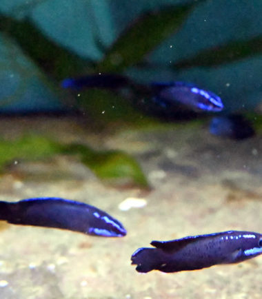 Pseudochromis springer