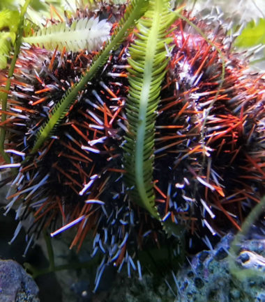 Pfaffenhut Seeigel