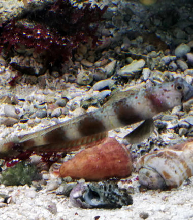 Amblyeleotris latifasciata - Breitgebänderte Garnelengrundel