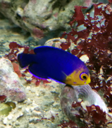 Blauer Zwergkaiserfisch