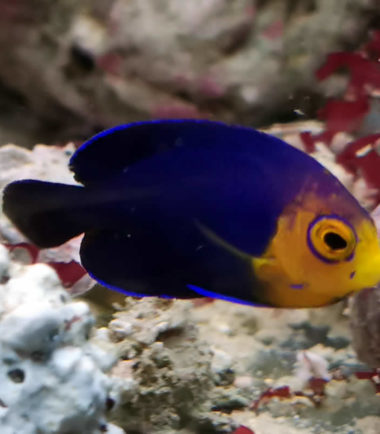 Centropyge argi - Blauer Zwergkaiserfisch