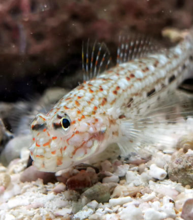 Istigobius decoratus - ornatus Dekor-Grundel