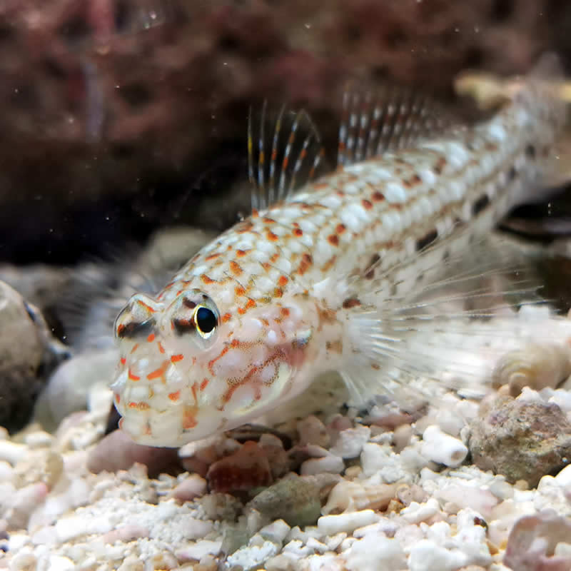 Istigobius decoratus - ornatus Dekor-Grundel Istigobius decoratus - ornatus Dekor-Grundel